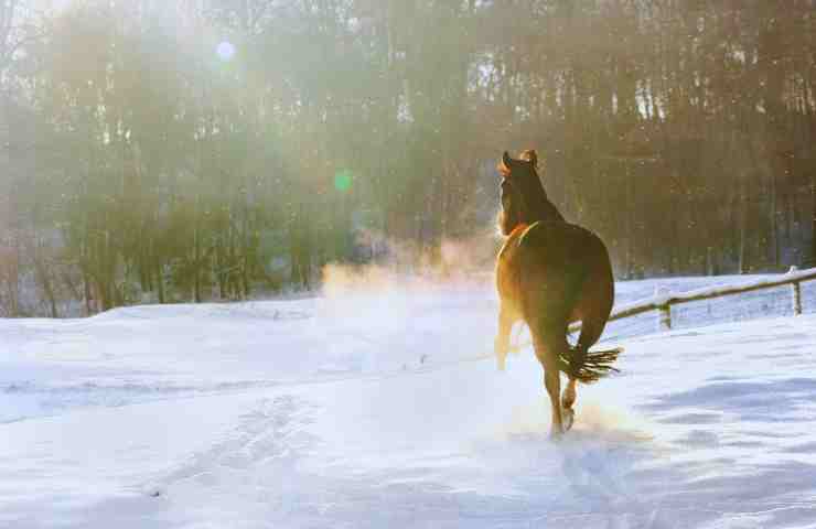 cavalli nella neve