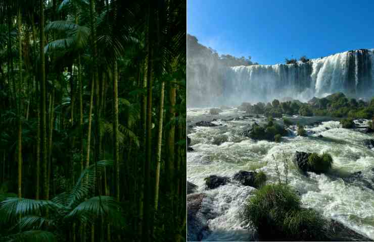 foresta e cascate